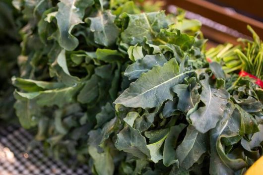 Broccoli 'Spigarello' 4" Pots filled with fresh leaves, evocative of kale, arranged on a checkered surface with water droplets glistening on them.