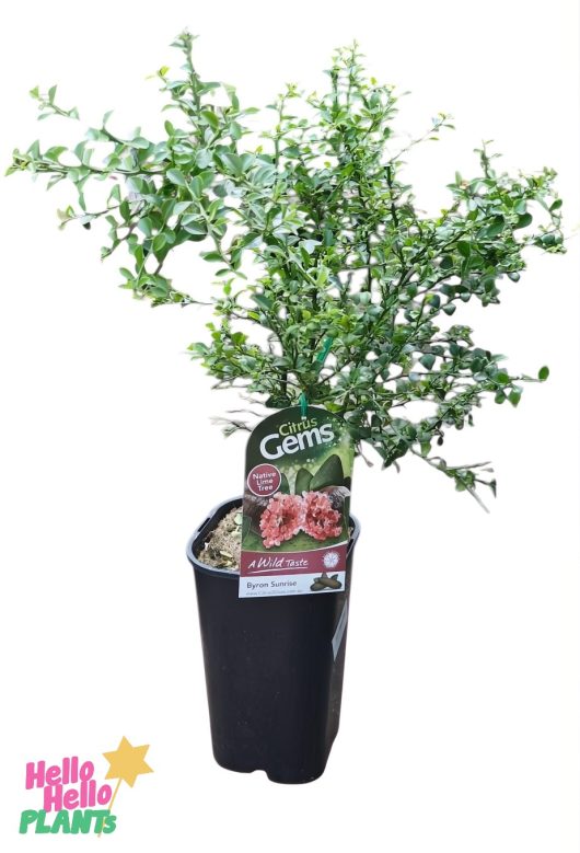 A potted citrus plant with lush green leaves, named Citrus Finger Lime 'Byron Sunrise', sits elegantly in a black 7" pot.