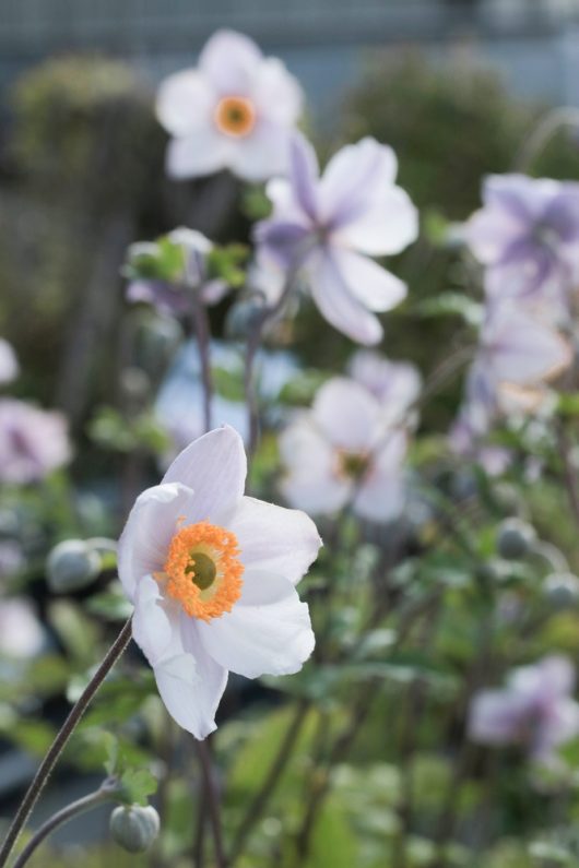 Close-up of Anemone 'Elfin Swan' flowers with light purple petals and vibrant orange centers, nestled in lush green foliage, all available in a 6" pot.