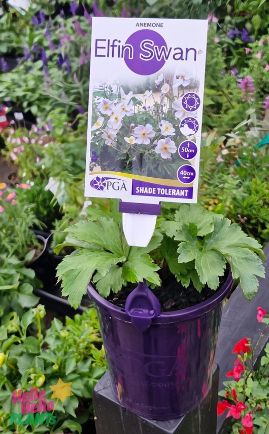 Anemone ‘Elfin Swan’ 6" Pot