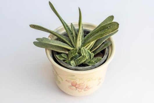 Gasteria 'Ox Tongue'