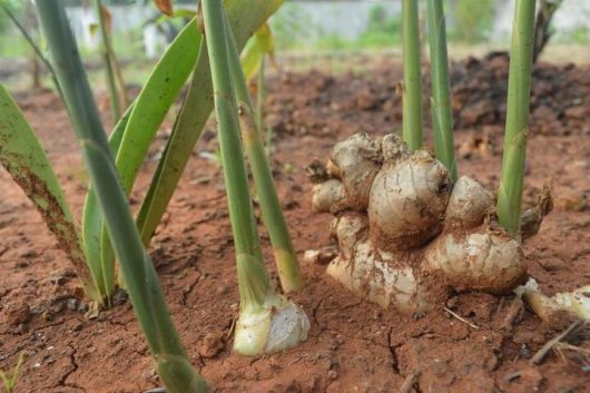 The Zingiber 'Ginger Root' 5" Pot features a thriving ginger plant with vibrant green stems and visible roots nestled in rich reddish-brown soil, showcasing its distinct beauty.