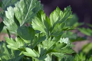 Close-up of the vibrant, jagged edges of 'Hamburg' parsley leaves in a 4" pot under natural sunlight.