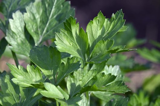 Close-up of the vibrant, jagged edges of 'Hamburg' parsley leaves in a 4" pot under natural sunlight.