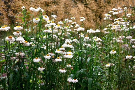 A cluster of white daisies with yellow centers grows tall with green stems and leaves, set against a blurred background of dry grass.