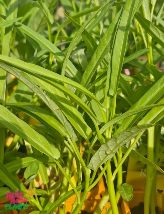A close-up of Kang Kong's lush, green leaves and slender stems thriving in a vibrant yellow 4" pot, named Ipomoea 'Kang Kong'.