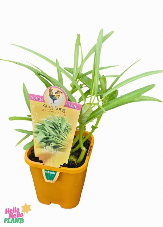 The Ipomoea 'Kang Kong' 4" pot displays the plant in a vivid yellow pot with a label featuring a charming green plant illustration and accompanying text.