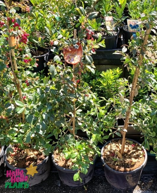 Syzygium 'Resilience' Lilly Pilly 12" pots with wooden stakes are arranged outdoors on a sunny day, amidst lush greenery.