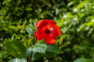 A vibrant Hibiscus Rio Clara 'Absolute Ruby' blooms against lush green foliage.