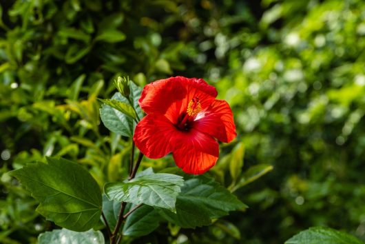 A vibrant Hibiscus Rio Clara 'Absolute Ruby' blooms against lush green foliage.