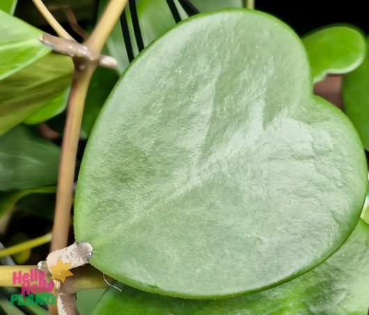 A heart-shaped green leaf with a glossy texture from a Hoya 'Kerrii' 5" Pot (Hanging Basket) sits gracefully in its pot, surrounded by other leaves and a sturdy stem.
