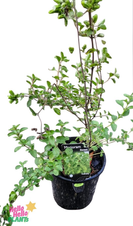 The Marjoram 'Sweet' 6" Pot features a lush plant against a white background, with a species label and striking nursery branding.