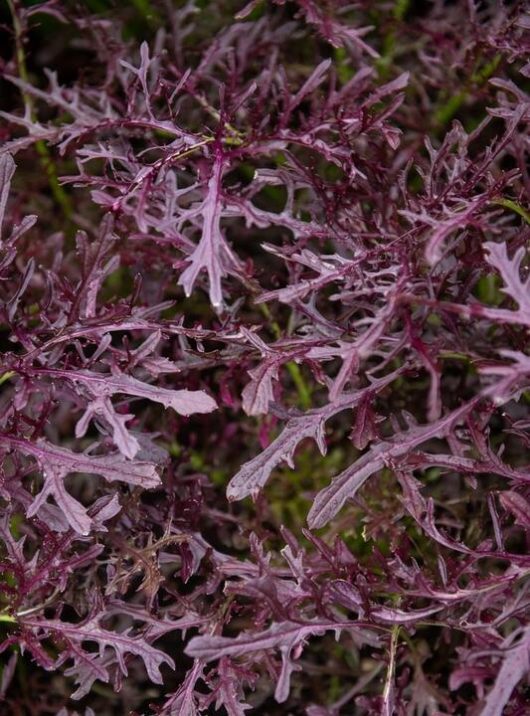 The Mizuna 'Red' 4" Pot features vibrant red mizuna stems interwoven with jagged-edged purple kale leaves, forming a textured and colorful display.