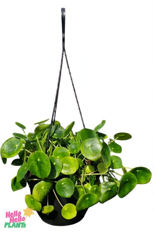 The Pilea 'Chinese Money Plant' 8" Pot (Hanging Basket) displays lush green foliage with numerous round leaves, each adorned with delicate water droplets.