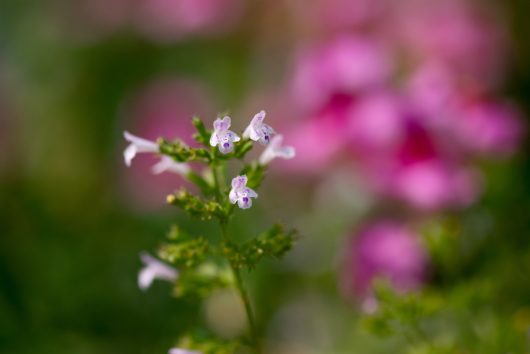 Close-up of delicate Calamintha 'Nepitella' flowers, white and purple, with green leaves in a 4" pot against a blurred backdrop of vibrant pink blooms.