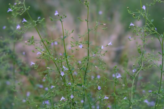 Delicate Calamintha 'Nepitella' flowers bloom on slender green stems, their beauty enhanced by a blurred natural background, while nestled in a charming 4" pot.