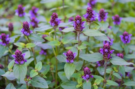 Close-up of purple flowers with green leaves in a garden setting, showing several blooming stalks scattered among lush foliage.