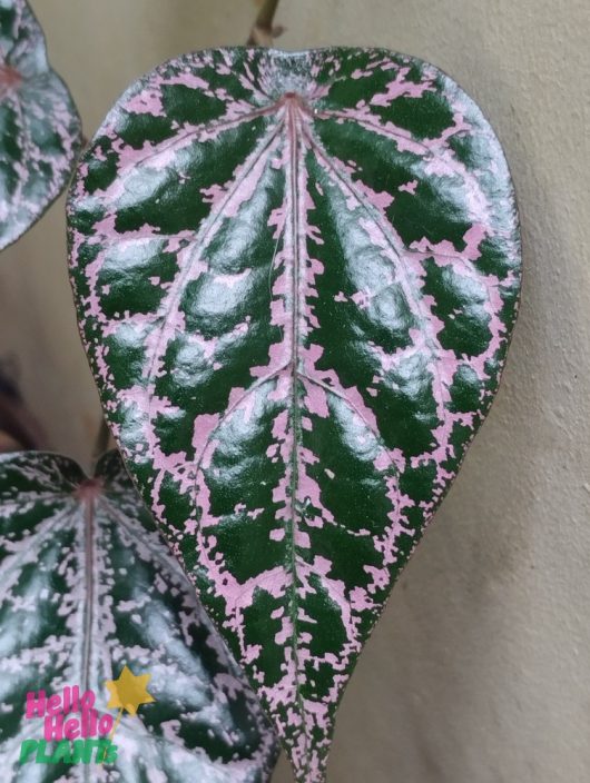 Close-up of a heart-shaped Piper Crocatum 'Red Betel Leaf' vine, showcasing its shiny green surface with pink speckles against a beige background.