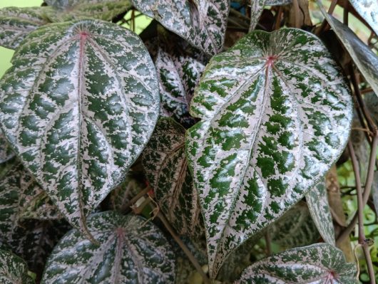 A close-up of vibrant green leaves, similar to the Piper Crocatum 'Red Betel Leaf' Vine in a 5" pot, showcases heart-shaped foliage with striking white veins that enhance this captivating vine's beauty.