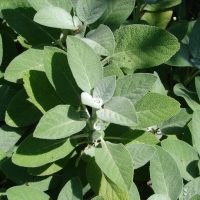 Close-up of dense, lush green Sage 'Berggarten' leaves with soft, textured surfaces in natural light.