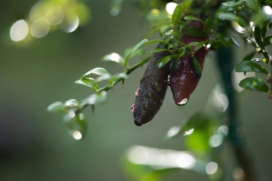 Close-up of Citrus Finger Lime ‘Byron Sunrise’ in a 7" pot, showing rain-soaked leaves and glistening water droplets against a blurred green background.