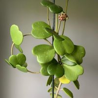 The Hoya 'Kerrii' in a 5" pot hanging basket displays heart-shaped green leaves and a small cluster of pink buds cascading gracefully from its slender vine.
