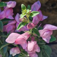 Close-up of pink flowers with green leaves, covered in water droplets.