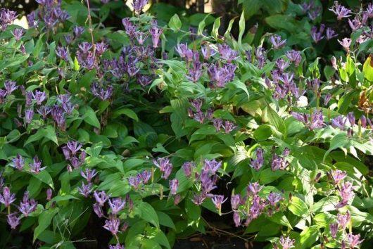 Tricyrtis 'Blue Toad Lily' 5" Pot