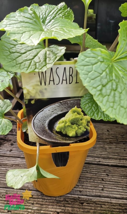 A Wasabia Japonica 'Real Wasabi' plant in a 5" pot with a wasabi paste label, displayed on a wooden surface.