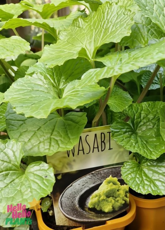 Wasabia Japonica 'Real Wasabi' 5" Pot—live wasabi plants in 5" pots, each with a label showing wasabi paste in front of the lush green foliage.