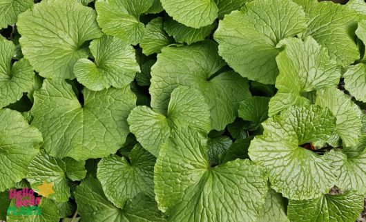 A cluster of vibrant green, textured Wasabia Japonica 'Real Wasabi' leaves with serrated edges fills the frame. The "Hello India" logo in the corner highlights Real Wasabi grown in a 5" pot.