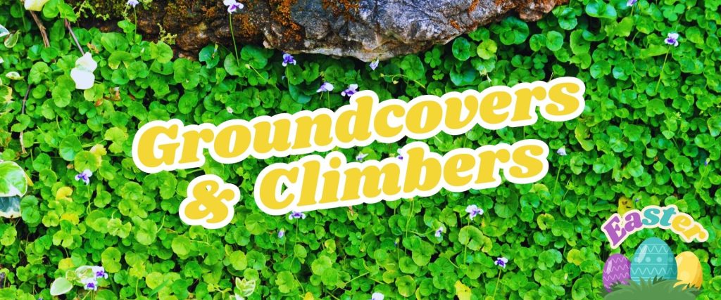 Lush greenery with small purple flowers, featuring overlaid text: "Groundcovers & Climbers" alongside a colorful Easter graphic of eggs, perfect for your Easter Shopping Event.