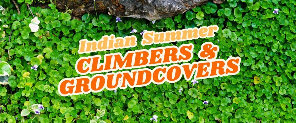 Text "Indian Summer Climbers & Groundcovers" over a green groundcover plant background with small purple flowers, a rock at the top, and an added Easter Flash Sale highlight for a festive touch.