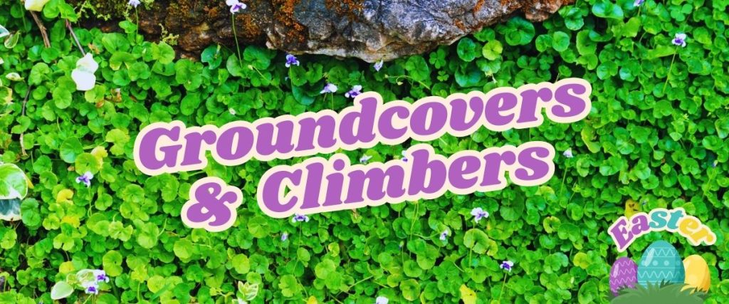 Green ground cover plants with small flowers are featured alongside text reading "Groundcovers & Climbers" in vibrant purple. An Easter-themed illustration adorns the corner, highlighting a Flash Sale you won't want to miss.