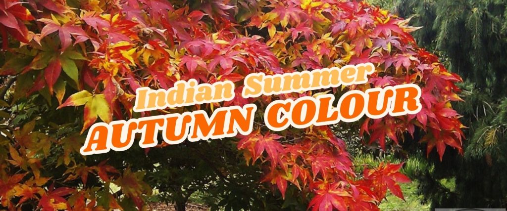 A tree with vibrant red and orange autumn leaves; text overlaid reads "Indian Summer AUTUMN COLOUR" alongside an Easter Flash Sale announcement.