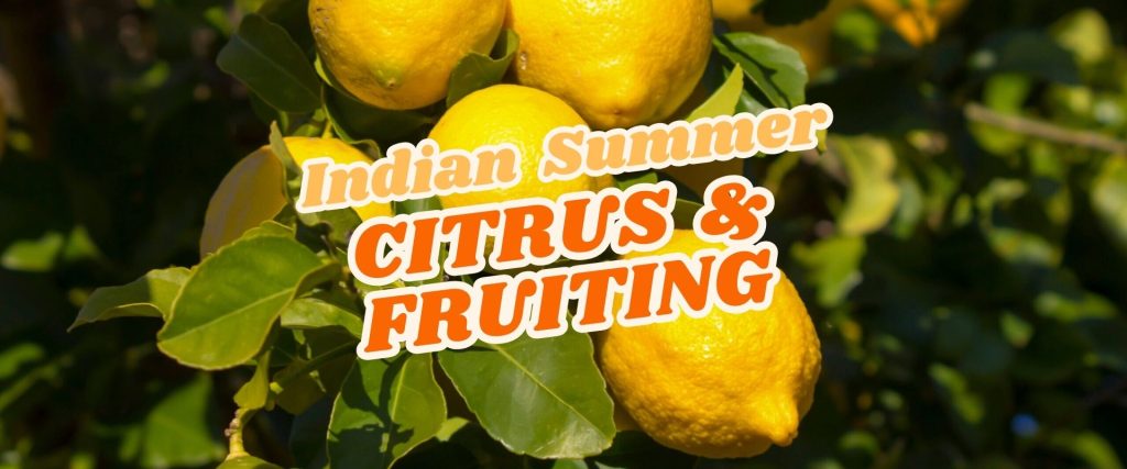Close-up of ripe yellow lemons hanging on a tree with green leaves; overlaid text reads "Indian Summer Citrus & Fruiting – Easter Flash Sale.