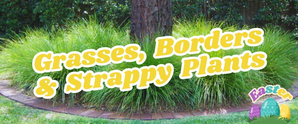 A tree surrounded by lush ornamental grasses and bordered by a circular arrangement of bricks. Text overlay reads "Grasses, Borders & Strappy Plants" with an Easter Shopping Event-themed graphic.