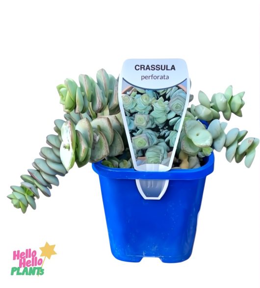 The Crassula 'String of Buttons' nestles elegantly in a 4" blue pot, complete with a label displaying its name.