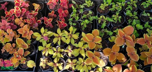 Rows of colorful potted Coleus 'Assorted Colours' 6" pots feature vibrant red, yellow, and green hues as seen from above.