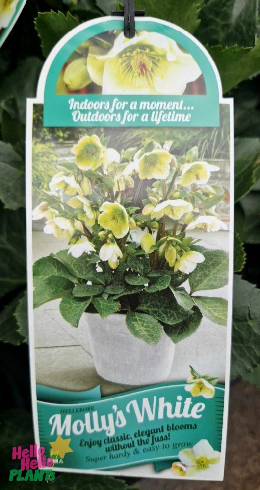 The plant tag for Hellebore 'Molly’s White' 7" Pot features an image of its pristine white flowers, highlighting easy growth and outdoor longevity, ideal for garden enthusiasts.