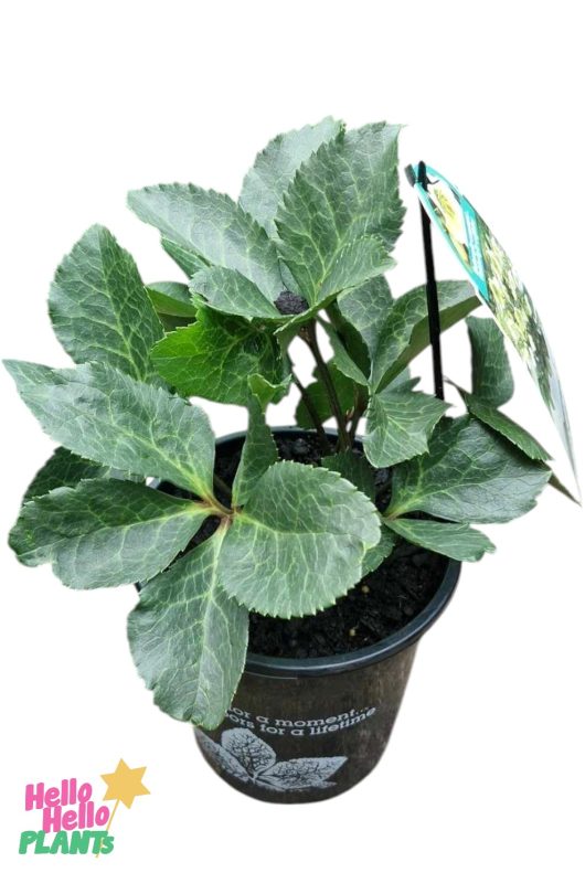 A green plant with variegated leaves sits in a sleek black 7" pot, featuring a colorful label for Hellebore ‘Molly’s White’ attached to a stick.