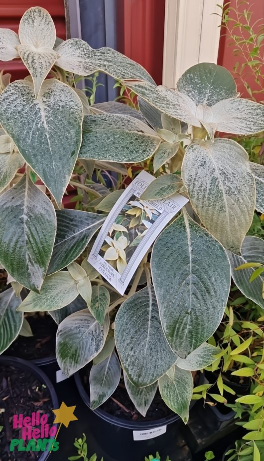 A Strobilanthes gossypinus 'Silver Persian Velvet' in an 8" pot, with striking variegated green and white leaves, is shown outdoors accompanied by a label displaying a photo and plant information.