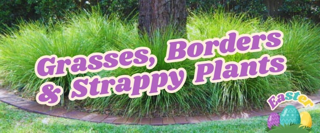 Tall grasses and strappy plants border a tree, with a decorative Easter-themed graphic in the corner. Large text reads, "Grasses, Borders & Strappy Plants." Don't miss out on our Flash Sale!.
