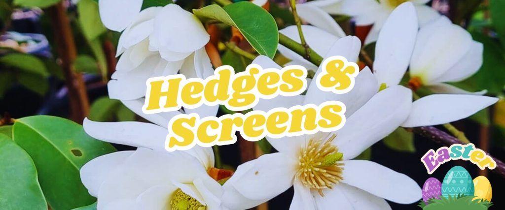 White flowers with green leaves, overlaid with the text "Hedges & Screens" in yellow. An "Easter Shopping Event" graphic featuring colorful eggs is nestled in the bottom right corner, adding a festive touch to the scene.