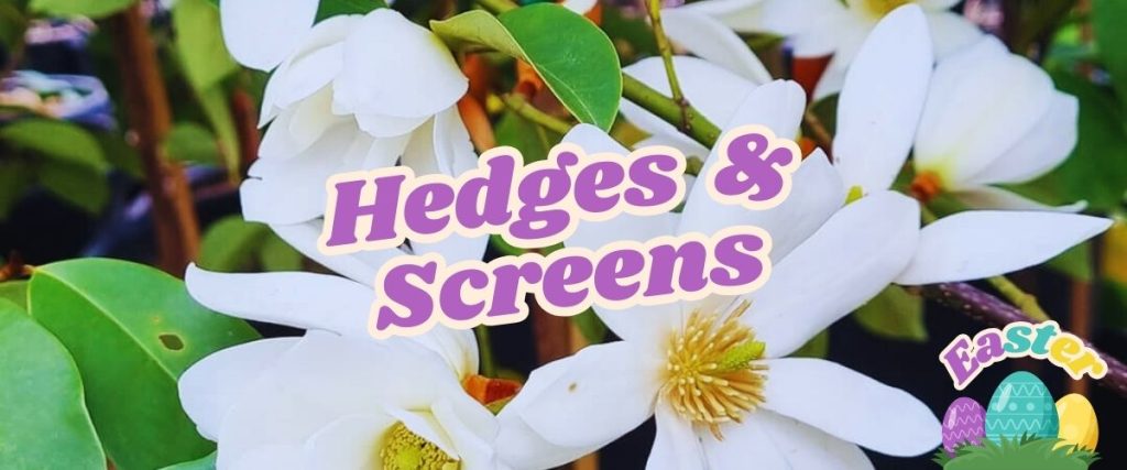 White flowers with green leaves. Text overlay reads "Hedges & Screens" featuring an Easter graphic of eggs and "Easter" in the corner. Don't miss our Flash Sale!.