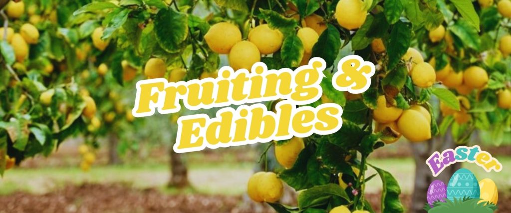 Lemon trees with ripe yellow lemons. The words "Fruiting & Edibles" are in the center, accompanied by a small Easter-themed graphic in the corner, perfectly capturing the spirit of our Easter Shopping Event.