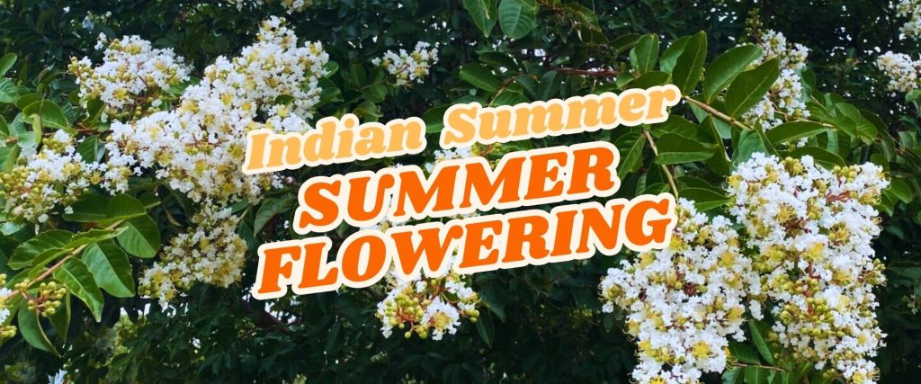 Clusters of white flowering blooms on a leafy green tree branch with bold text reading "Indian Summer SUMMER FLOWERING" and a subtle hint of "Easter Flash Sale" overlaid on the image.