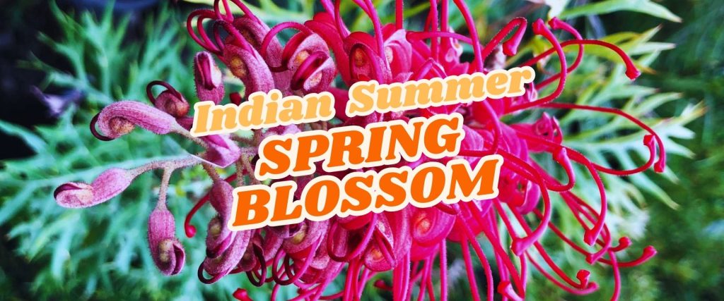 A close-up of a red, spiky flower with green foliage in the background. Overlaid text reads "Indian Summer SPRING BLOSSOM" in bold, orange and white letters—perfect for an Easter Flash Sale feature.