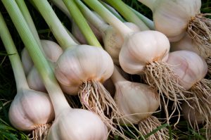 A close-up of several garlic bulbs with long green stalks and roots, laying on grass.