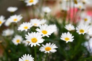 A close-up features Argyranthemum 'Summit White' Federation Daisy® with vibrant yellow centers nestled amongst lush green foliage in a 6" pot garden setting.